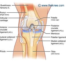compartments of knee